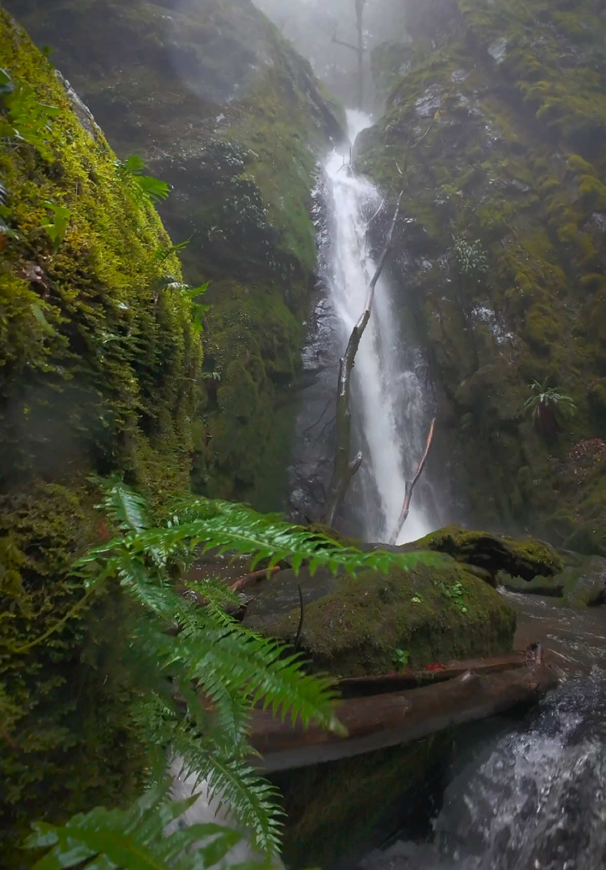 Watching the wet ferns sway in the breeze created by a stunning waterfall, deep in the forest on a rainy day—nature’s raw beauty in motion 😍 #nature #Outdoors #cinematic #calm #waterfall 