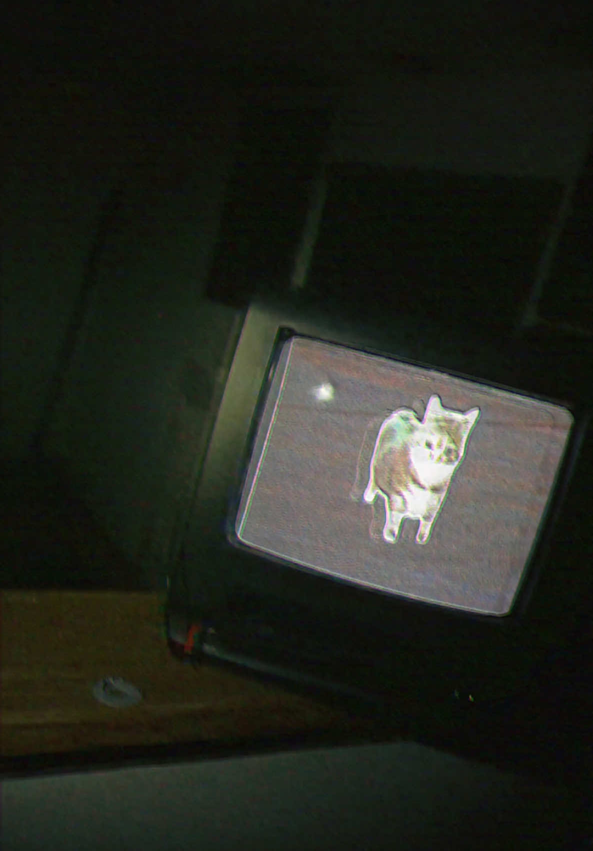 oo ee a e a  #horror #catsoftiktok #abandonedhouse 