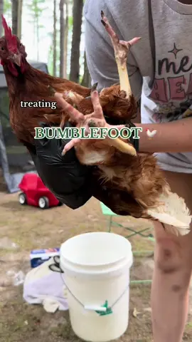 prid is amazing for EVERYTHING!!!! #fyp #homestead #bumblefoot #chickens #animallover 