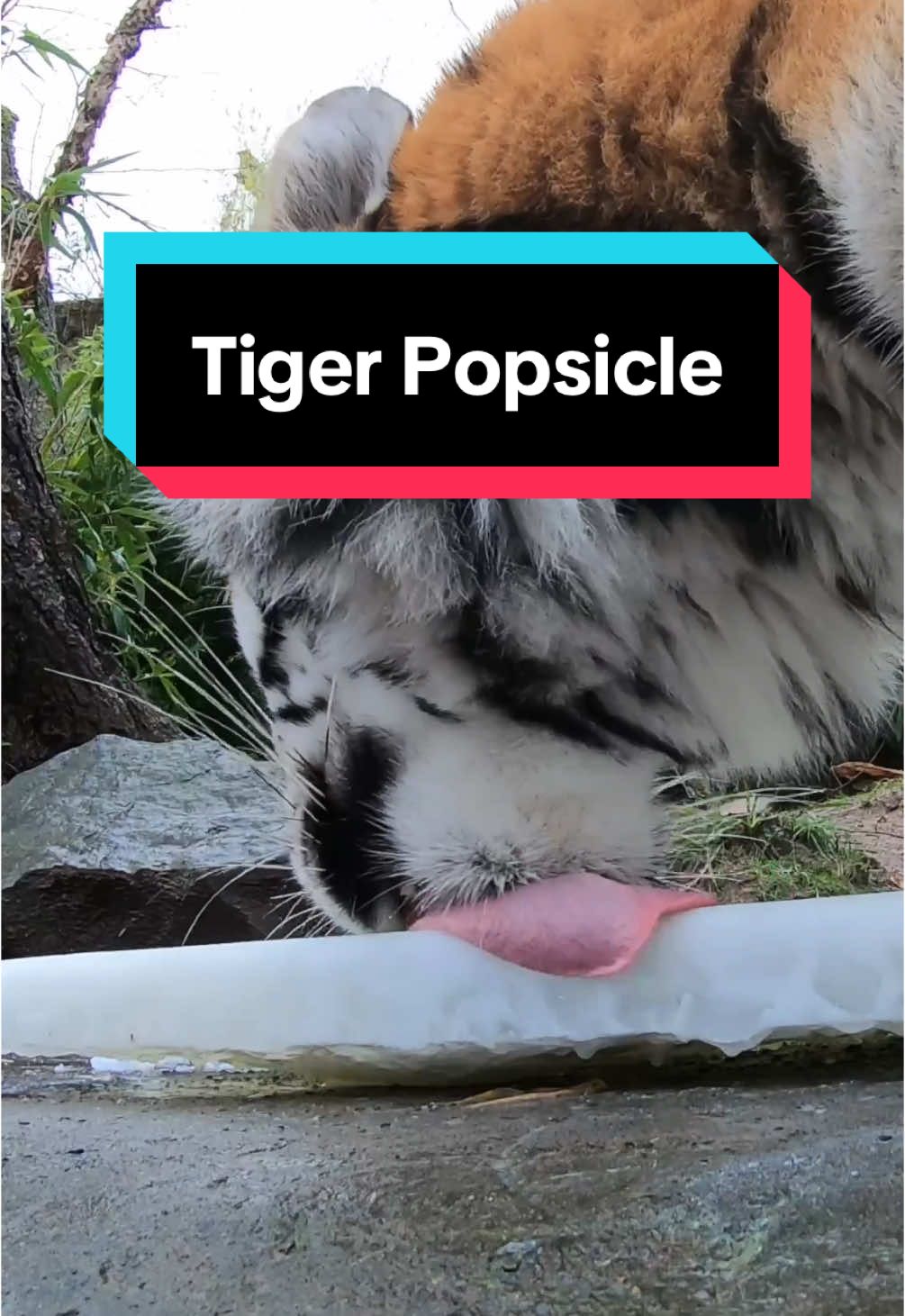 Goat milk?  Amur tiger brothers Luka and Dmitri enjoy some frozen goat milk (and find the camera)  #tiger #ice #asmr #animals 