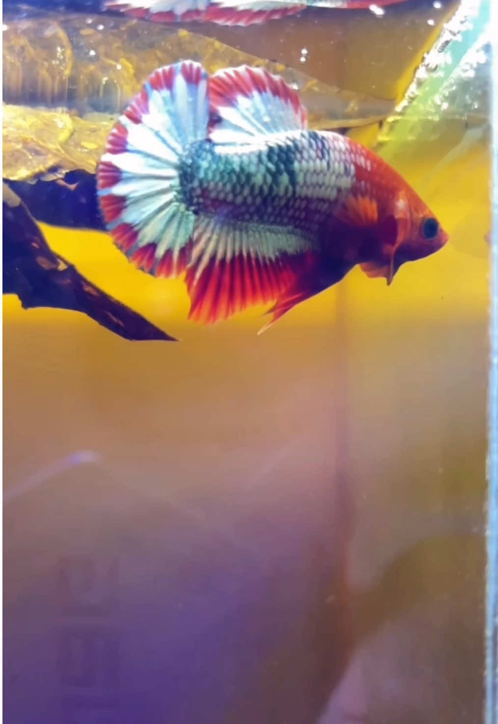 Jangan dimarahin ya om, adek masi kecil  #cupang #cupanghiasindonesia #fccpbetta #bettafish_indo 