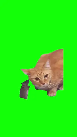 Mouse talking to a cat Meme Green Screen #discord #capcut #capcut2025 #viralgoals #fyp #meme #greenscreen #viral #trend #memecut #cat #mouse 