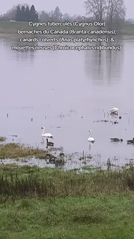 Cygnes tuberculés (Cygnus Olor) bernaches du Canada (Branta canadensis), canards colverts (Anas platyrhynchos)  & mouettes rieuses (Chroicocephalus ridibundus) en totale harmonie  #CapCut #fyp #fleuve #river #loire #laloire #oiseau #bird #oie #goose #bernacheducanada #Brantacanadensis #canadagoose  #cygne #swan #cygnetubercule #cygnusolor #canard #duck #colvert #mallard #Anasplatyrhynchos #mouette #mouetterieuse  #seagull #blackheadedgull #Chroicocephalusridibundus #sullysurloire #loiret #france #leloiret #centrevaldeloire #eau #water #reflet #reflection 