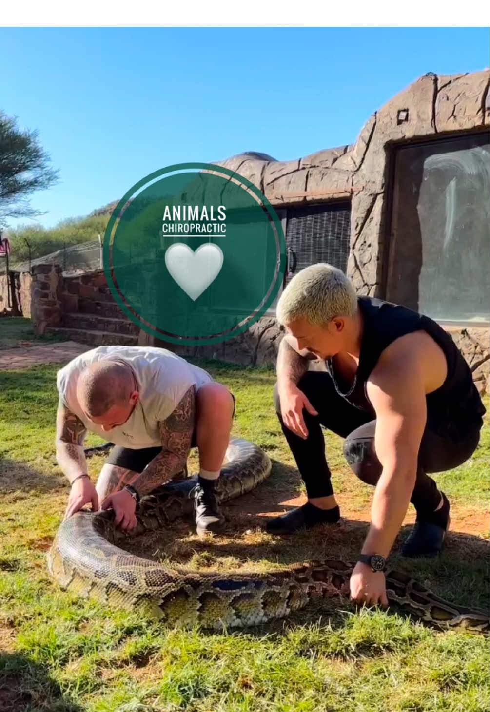 Animals with back pain 🥹🥹 • • • #foryou #asmr #animal #animals #tiere #chiropractortiktok #türkiye #dogsoftiktok #hundeauftiktok #bochum #lion #chiropractic #Love 