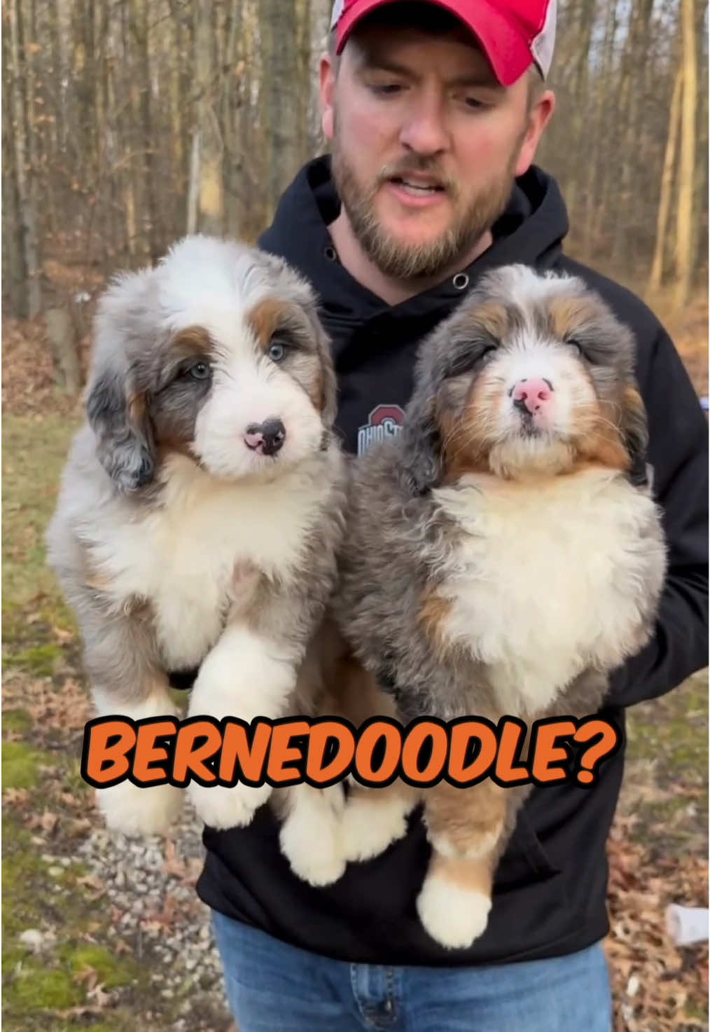 Bernedoodle - a newer breed that combines the Bernese mountain dog with a poodle    🏠Owner @doodleselite  If you’re interested in content like this & collaborating with us  Drop us a DM @pawpointuk ➖ ➖ #bernedoodle #bernesemountaindog #doodle #poodle