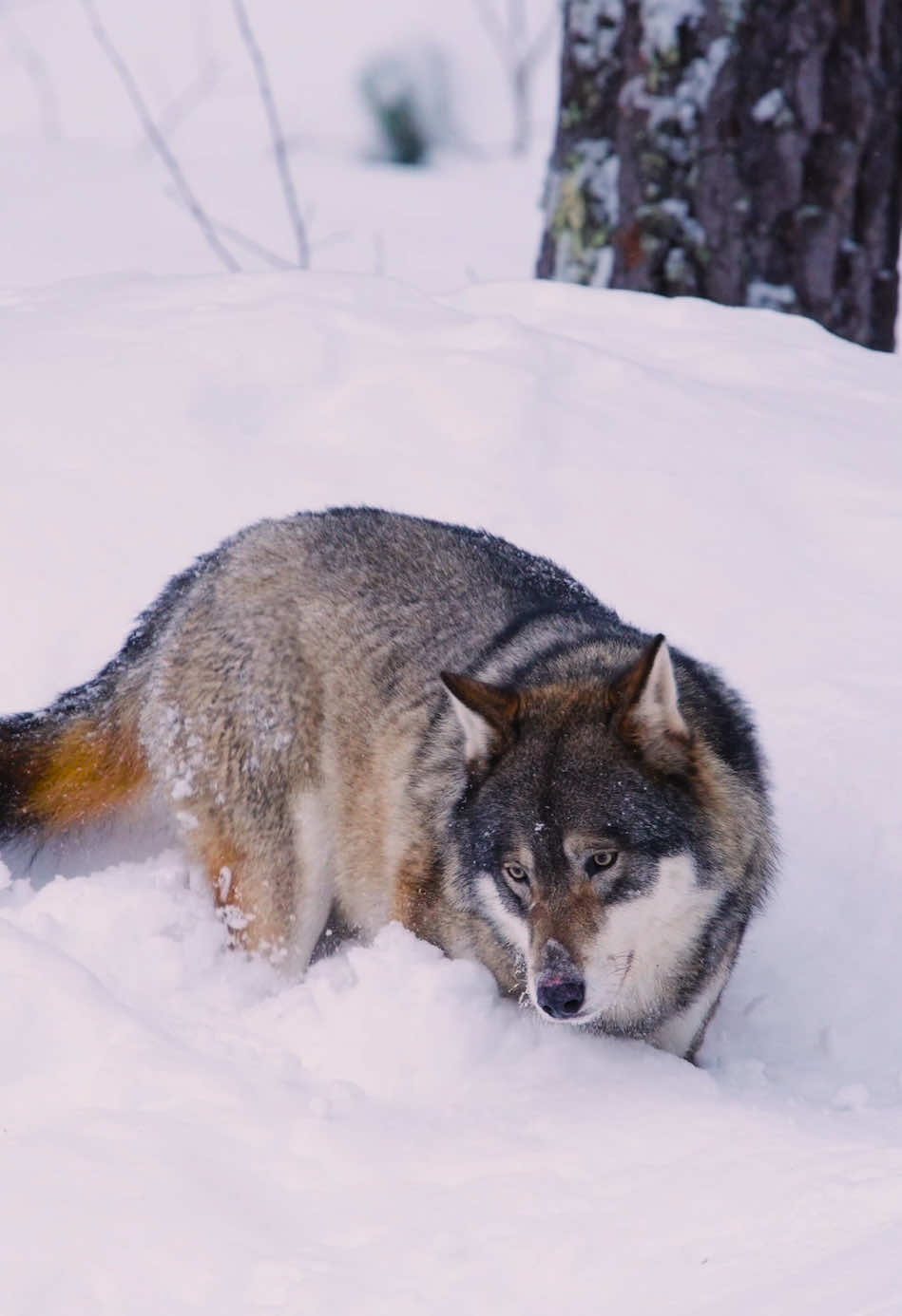 Majestic as always 🐺😍 #wolf #greywolf #canislupus #ulv #norway #norge #bjørneparken #animals #animalvideos #animalphotography #nature #naturelover #snow #winter #winterwonderland #videooftheday 