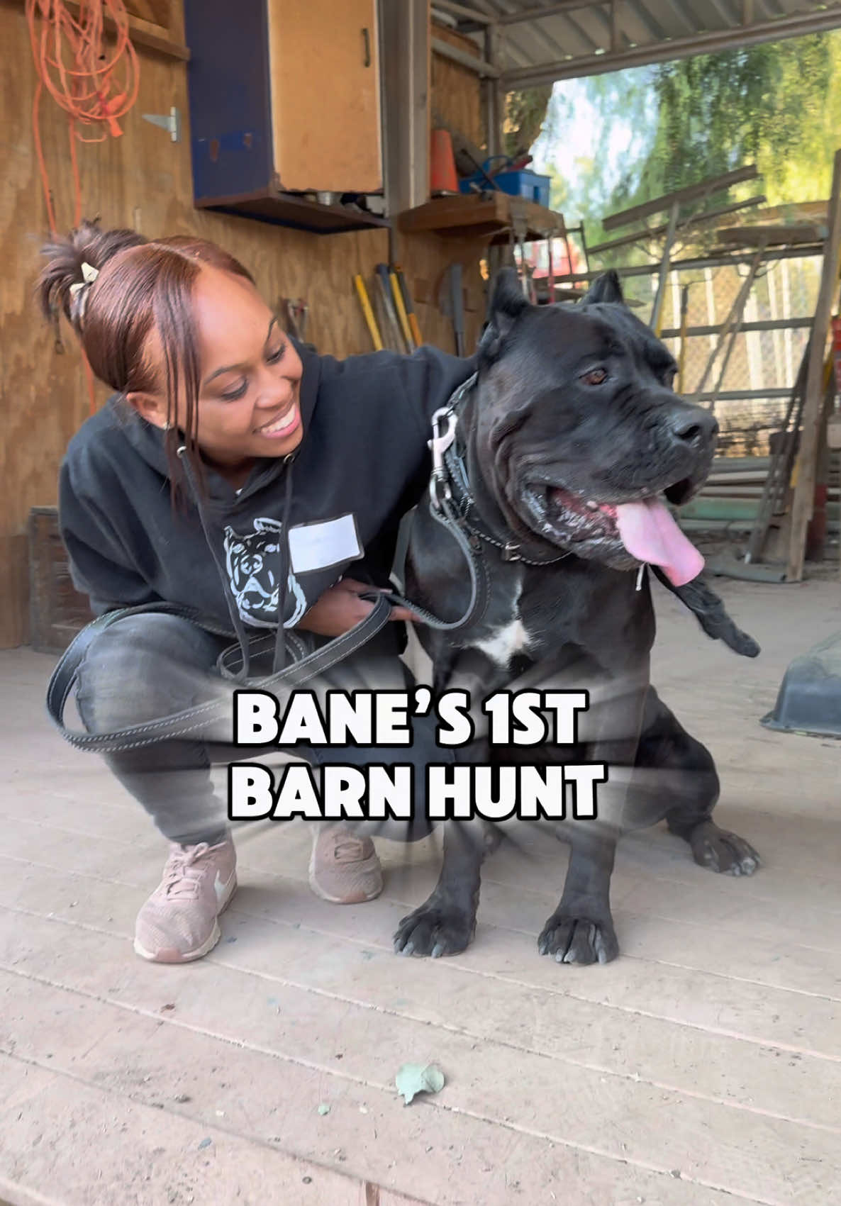 Cane Corso Meetup hosted a Barn Hunt and Bane had a blast his first time out! #raisingbane #banethedog #canecorso 