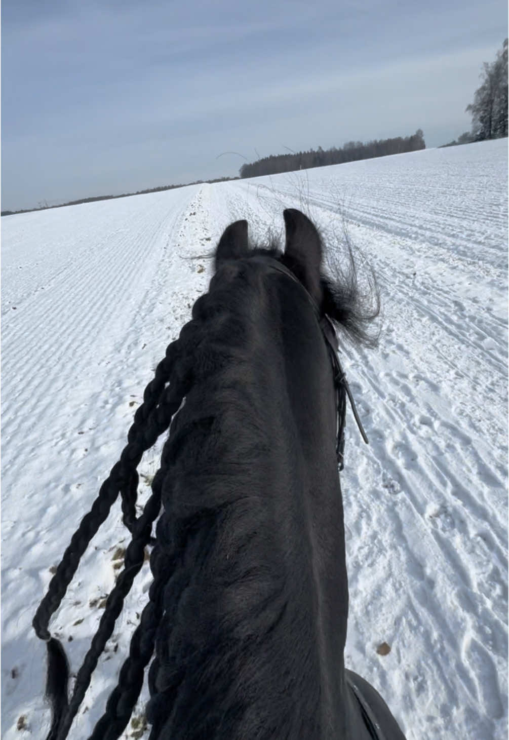 🩵🩵🩵 #foryou #foryoupage #reiten #friese #reitsport #dressur #traben #galopp #horses #friesen #rappe #blackhorse #horseriding #frisian #stallion #beautifulhorse #majesty 