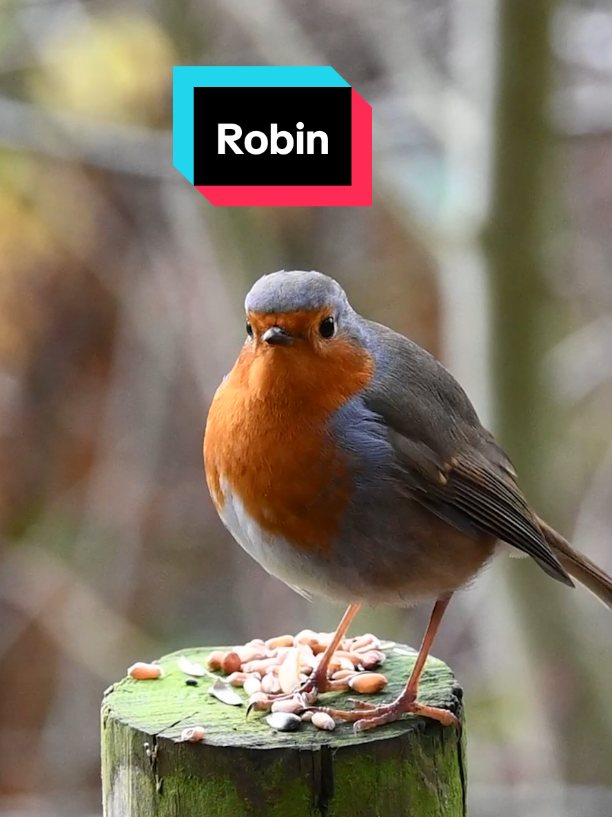 Robin dancing and eating to Gorillaz #Robin #cutebirds #funnybirds  #birdvideo #gorillaz  #creatorsearchinsights 