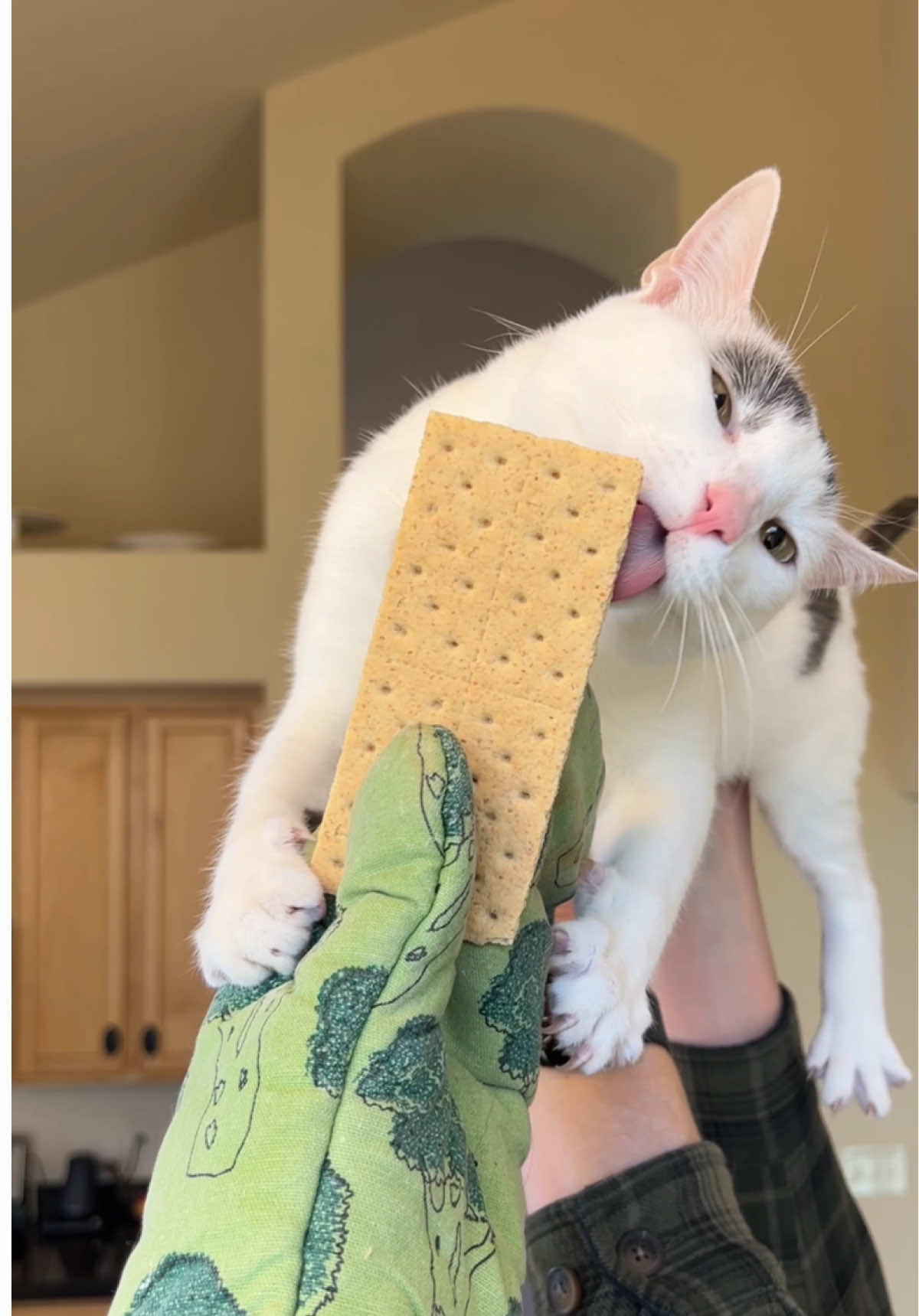 As it turns out, Gandalf really digs aerial graham crackers… #gandalfthecat #funnycat #fy 