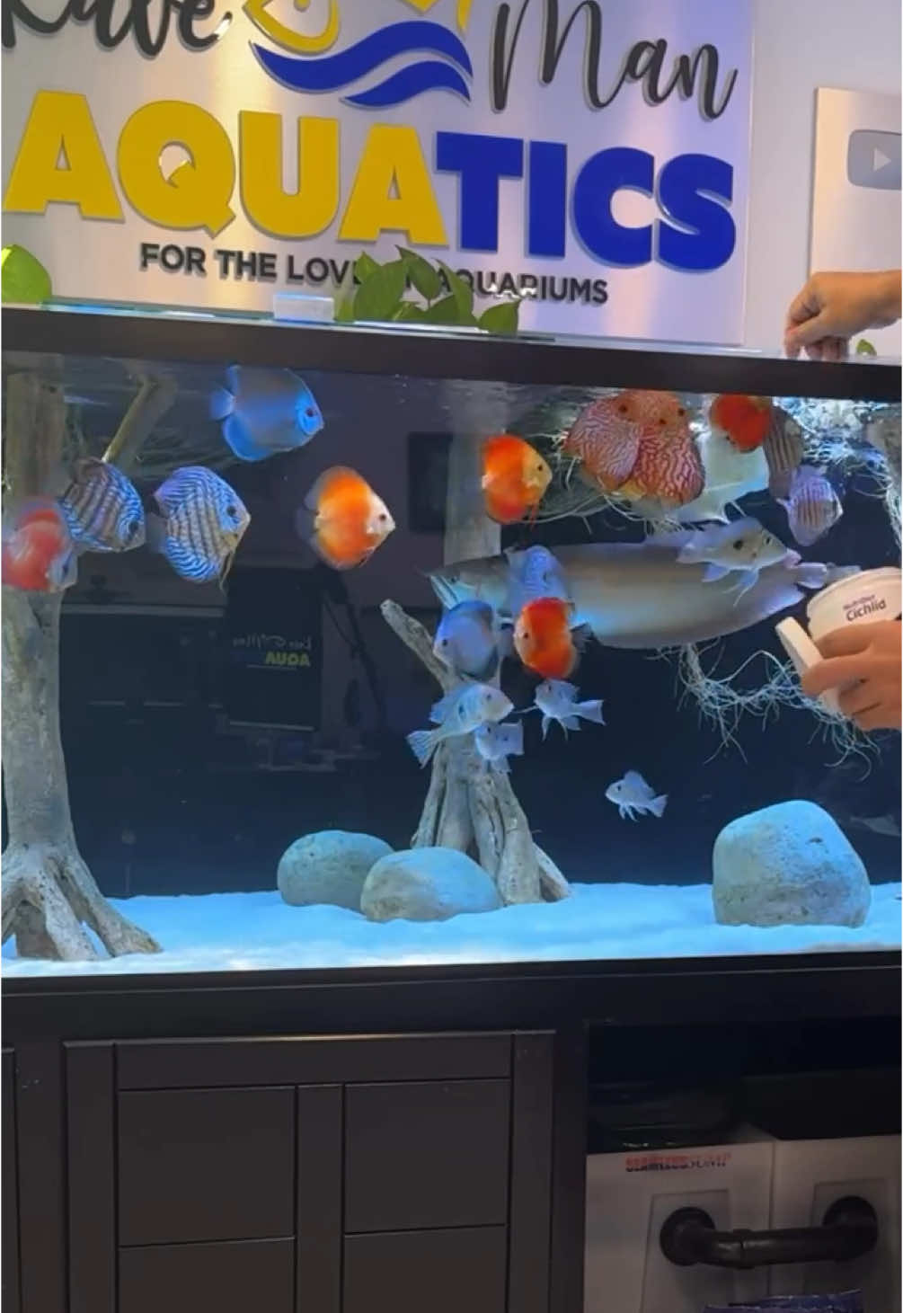 “It’s just a thing of beauty” 🐠 1 of their favorite meals @Seachem NutriDiet Discus Flakes!  Find them: Bio->Shop->Flakes #aquarium #aquariums #aquariumhobby #aquariumlife #aquariumlifestyle #discustank #geophagus #discusfish #arowana #kavemanaquatics #seachem #seachemnutridiet