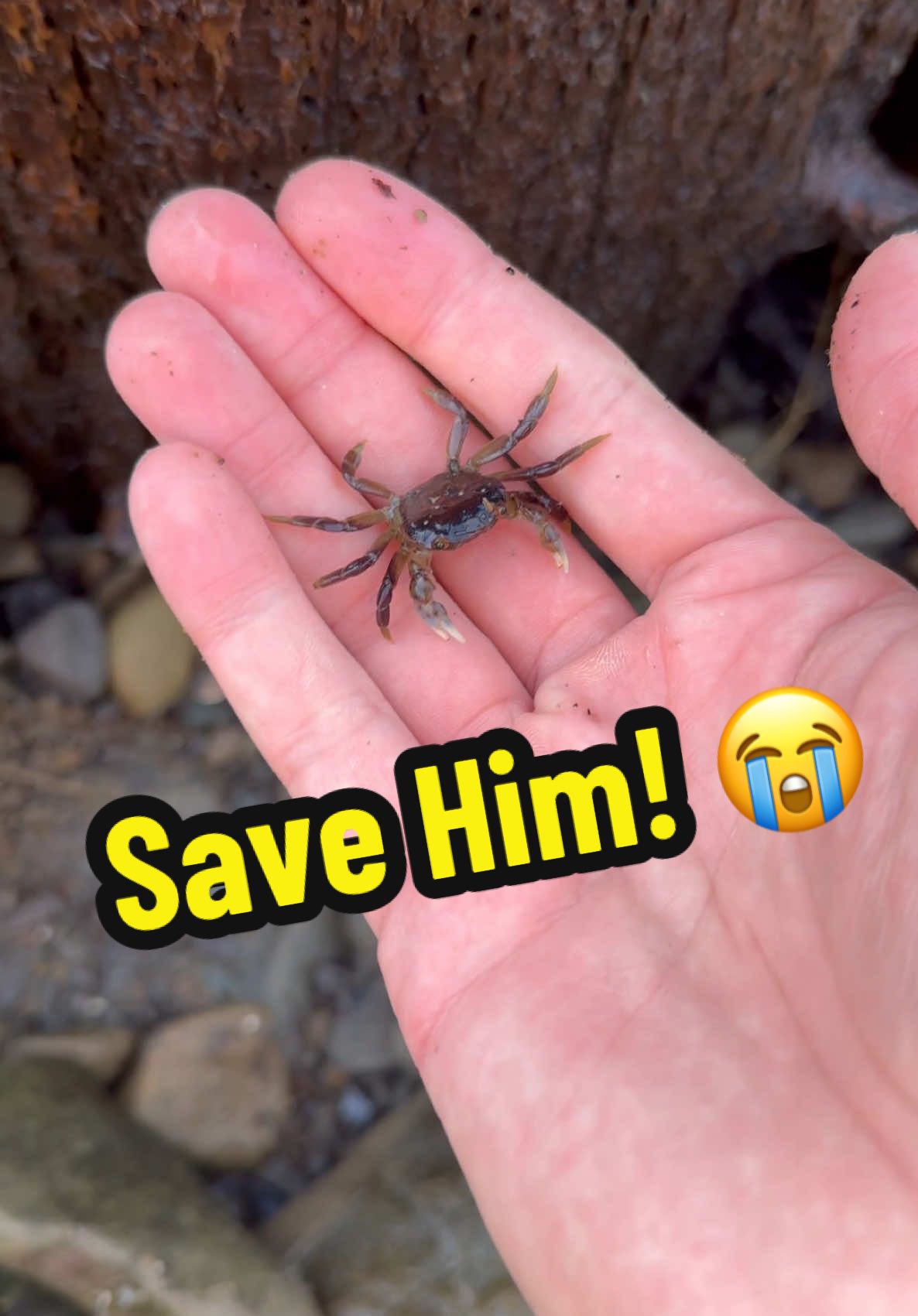Please help save the animals from this happening to them. Their poor little legs and flippers. 😭 #animals #nature 