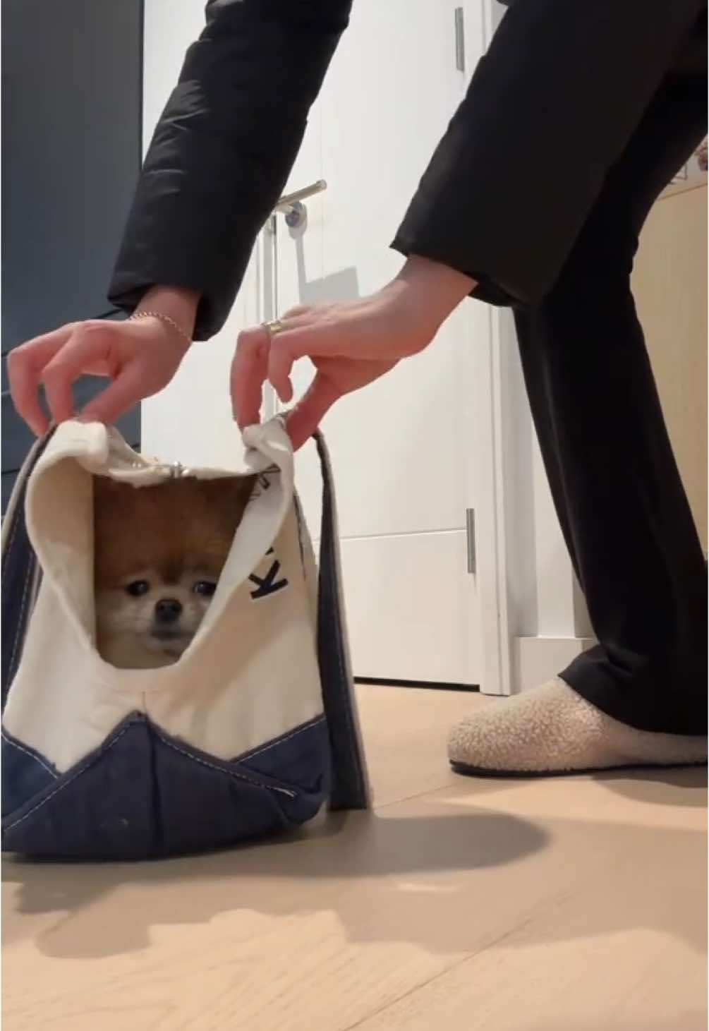 he doesnt want to come out #dog #pomeranian #dogsoftiktok #cute #cutedog #cutevideo #puppy #funnyvideo #funnydog #funnyanimals #fyp #keanu 