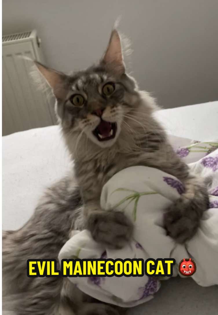 This made my day😂 When your inner supervillain escapes during playtime 😹🦹‍♂️ #evilcat #catmeme #mainecoon #mainecooncat #funnycat #funnypets #evillaugh #catlovers #foryou #catsoftiktok #mainecoonsoftiktok #funnyvideo #cat