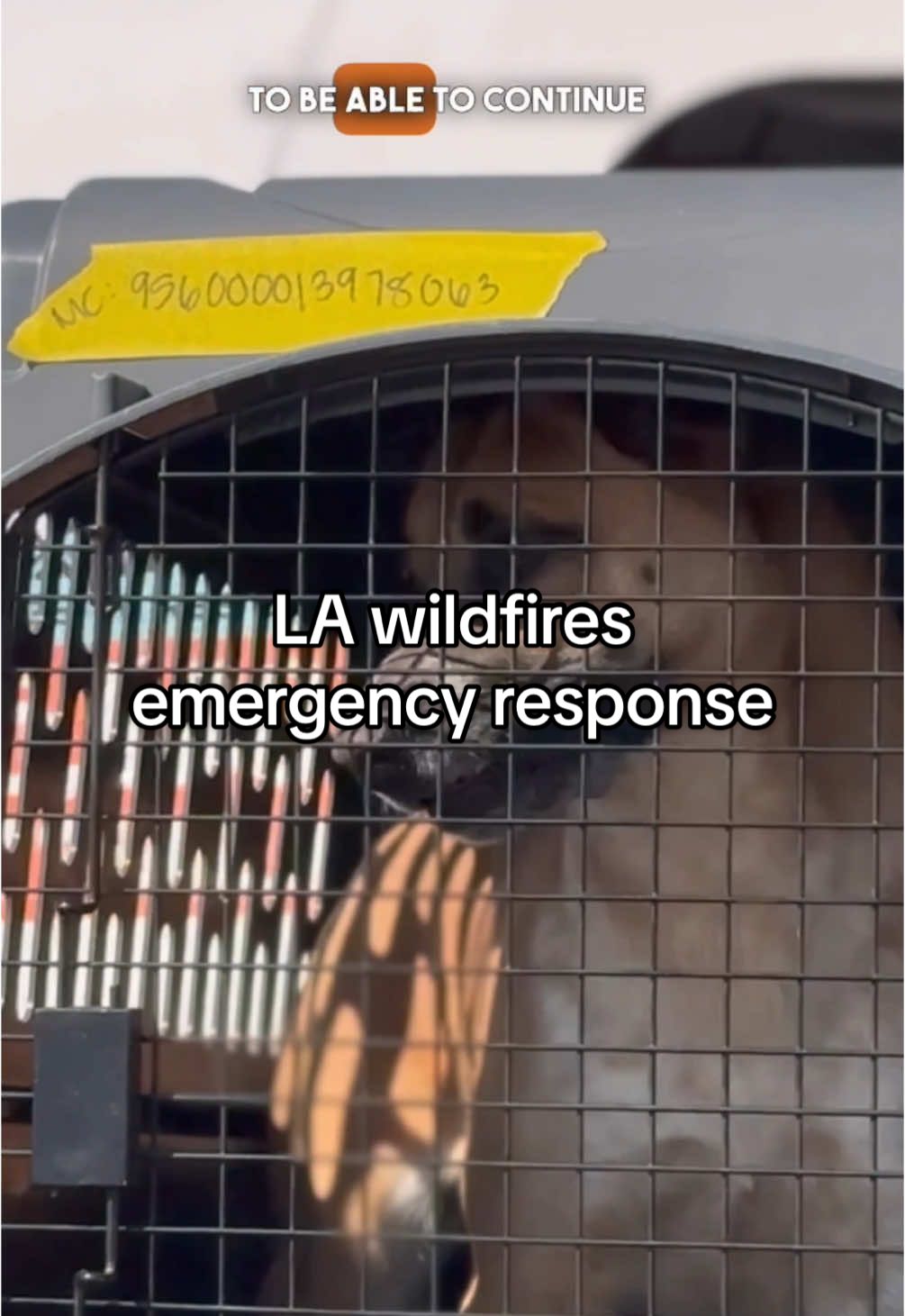 Best Friends is working tirelessly to help the animals impacted by the Los Angeles wildfires. From acting as a transport hub to get pets out of #LA to setting up two community pet pantries, hear more about what Best Friends is doing on the ground from Executive Director, Brittany Thorn. #SaveThemAll #wildfires 