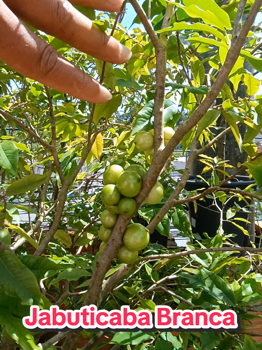 jabuticaba branca  #frutas #naturezaperfeita #natureza #viraliza #viral #viralvideos #frutiferas 