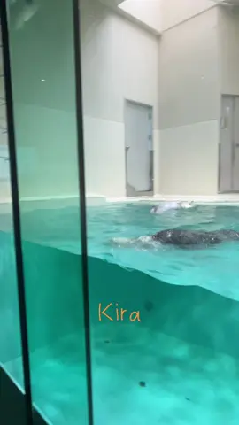 ラッコのメイちゃん＆キラちゃん🦦 窓トントンの違い😊どちらも個性があってどちらも可愛い🩷🧡 #ラッコ#鳥羽水族館#ラッコのメイちゃん#ラッコのキラちゃん#みんなの鳥羽水#sea_otter #seaotter #toba_aquarium #ラッ活