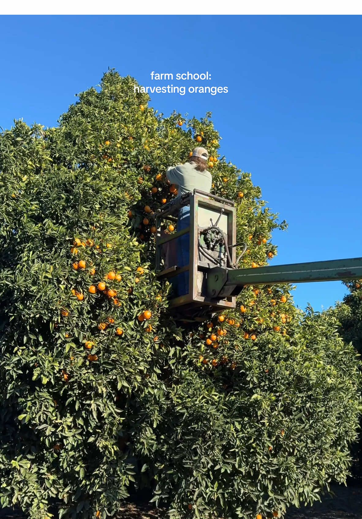 day in the life of farm school // episode 1: how oranges are harvested 🤠  #farmlife #farming #cooking #oranges 