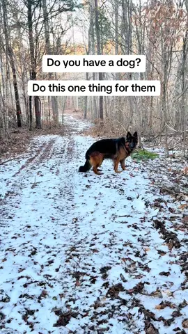 Do this for your dog! They will thank you for it! 😃😃#CapCut 
