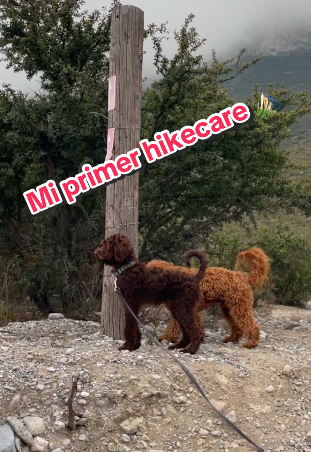 Ruffles nos cuenta su primer paseo en la naturaleza con nosotros 🙌🏼⛰️  ¿Cuándo nos acompañas? 🤩 #mty #micanes #Hiking #fyp 