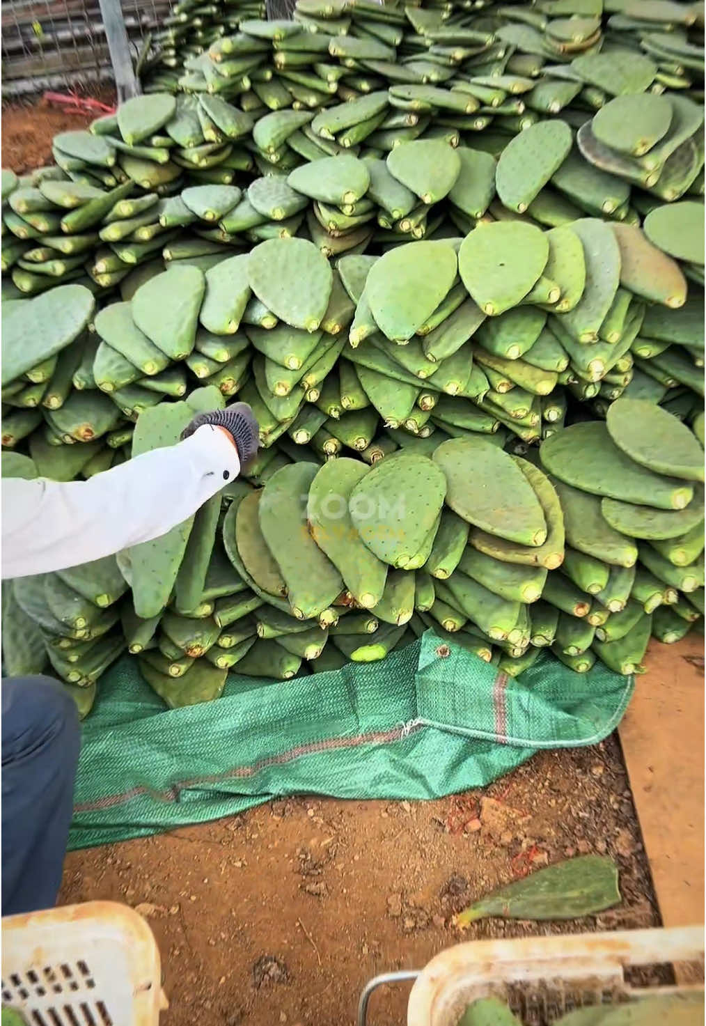 Porque Os Chineses Estão Investido Na Plantação de Cactos? 🌵😨