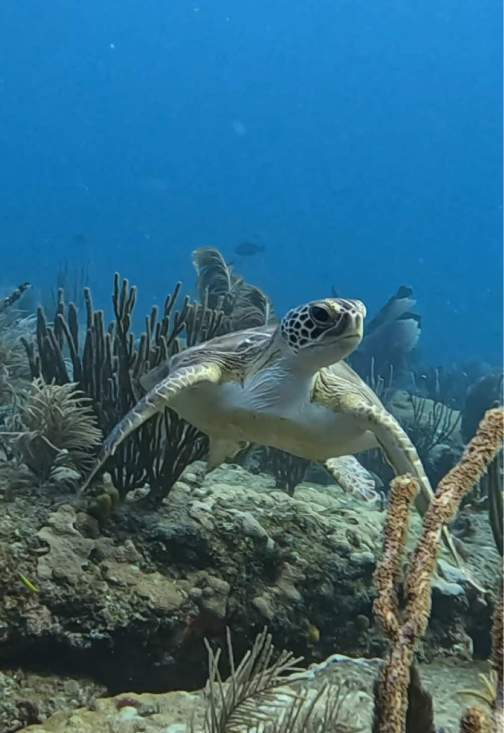 Not a bad way to start the week!  #ocean #freediving #marinelife #oceanphotography #underwater #gopro #underwaterphotography #fyp #foryoupage #florida 