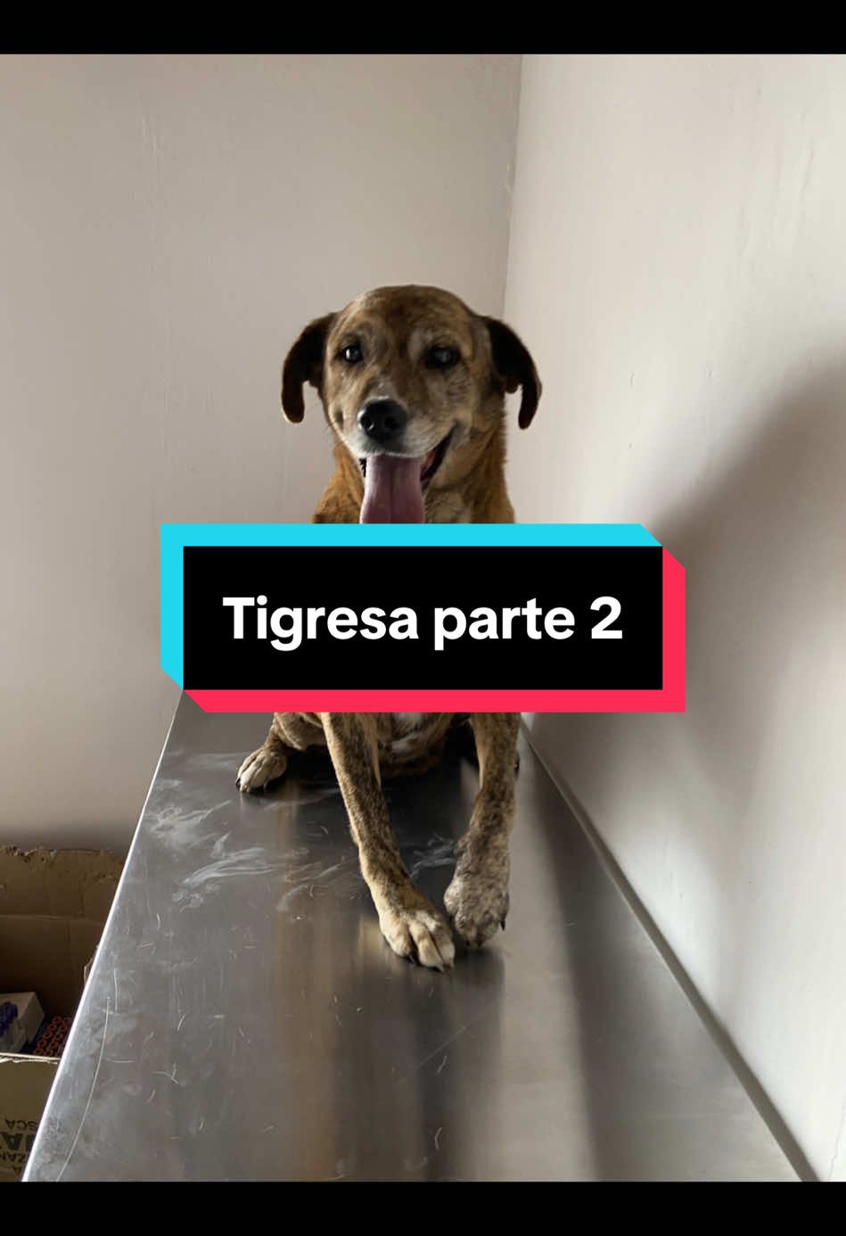 La historia de Tigresa Parte 2🐅🐶🐾 gracias por compartir su historia y ayudarnos a salvarla amigos! #fyp #amigosdelucas #rescate #refugiodeanimales #rescateanimal