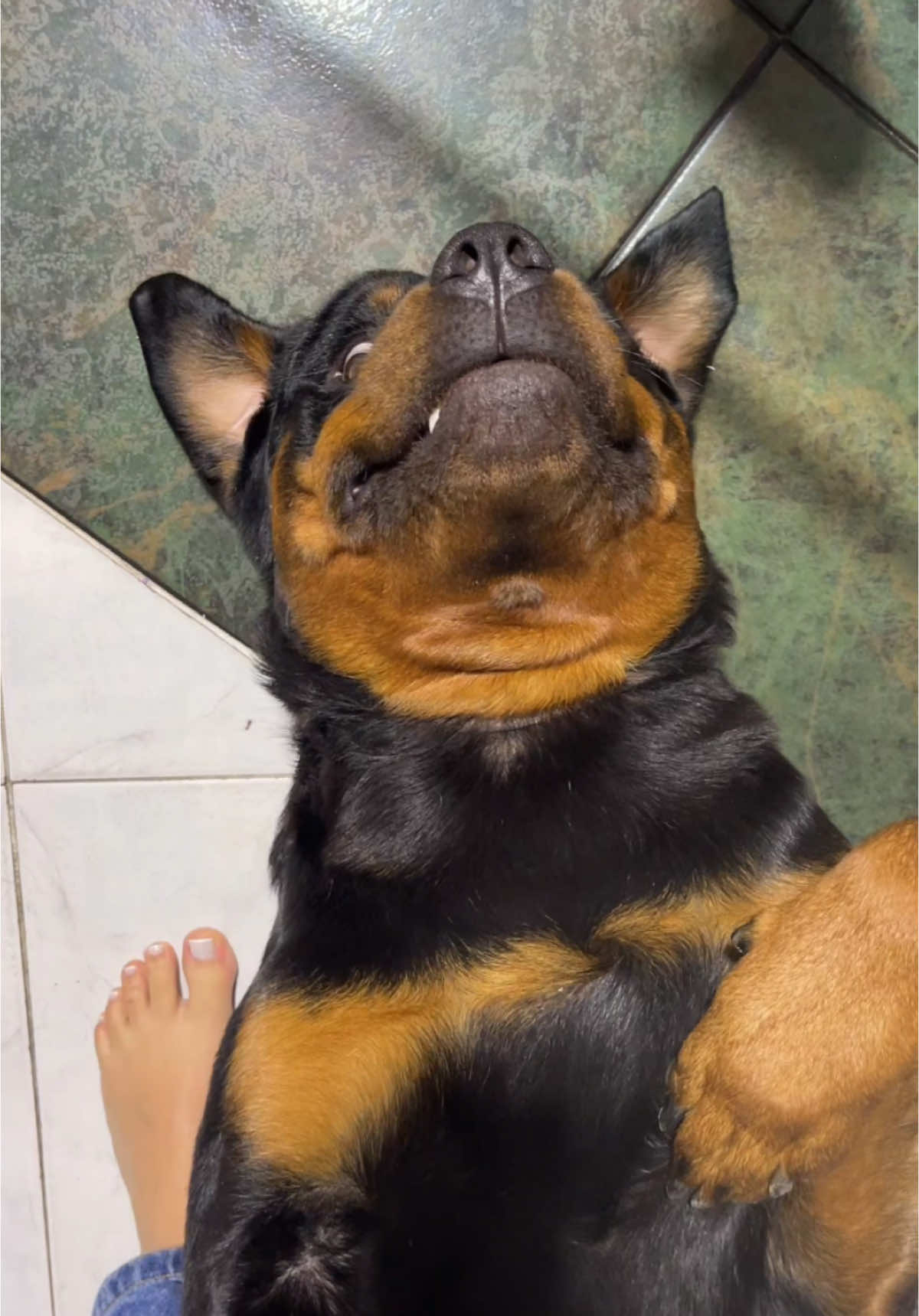 Miren a este feroz yuguailer 😅😅😅 #dog #fyp #foryou #foryoupage #dogoftiktok #parati #pti #pt #cutedog #perrostiktokers #perros #rottweiler #rottweilersoftiktok #pet #PetsOfTikTok #funny #funnyvideos #viralvideo #viraltiktok #comedia 