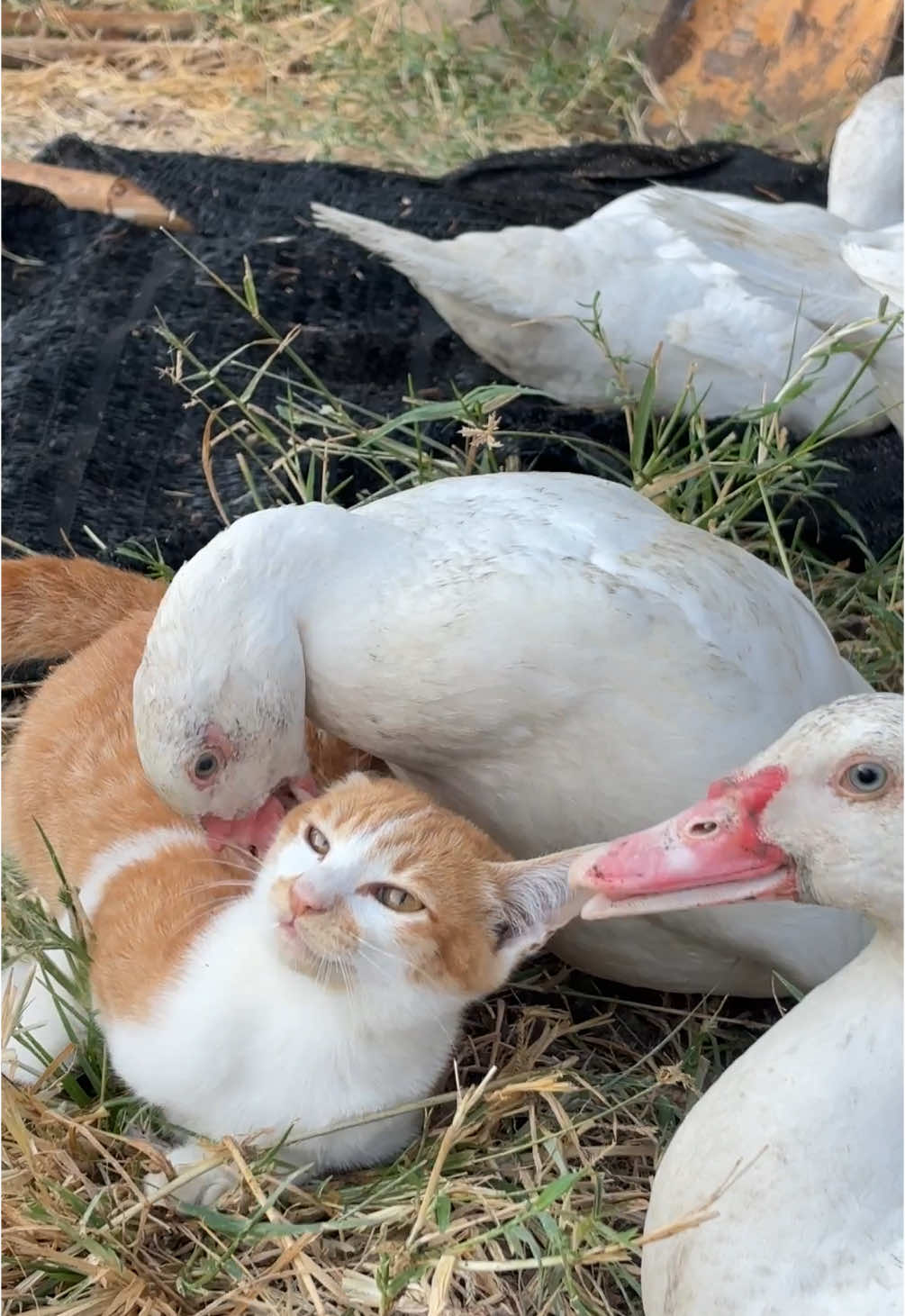 “Spa Massage by Duck” มันฟินซะเหลือเกินนนน 💖🐈🦆🤩 #มะเหมียว4ขา #สัตว์เลี้ยงtiktok #สัตว์โลกน่ารัก #catsoftiktok #cat #เป็ด #ปิ๊กกี้เอง #เอาขึ้นหน้าฟีดที 