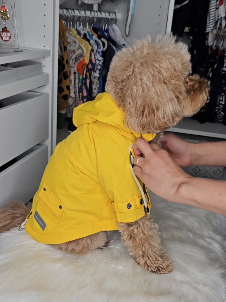 Así es como pongo listo a mi perrijo para salir al baño en un día de lluvia 🌧 🐶 Kevin💙 #poodles#perrijos #canhijos#texasweather #mamaperruna#amorperruno#mascotas#perrostiktok #dogsinclothes #cutedogsonly #caniches 