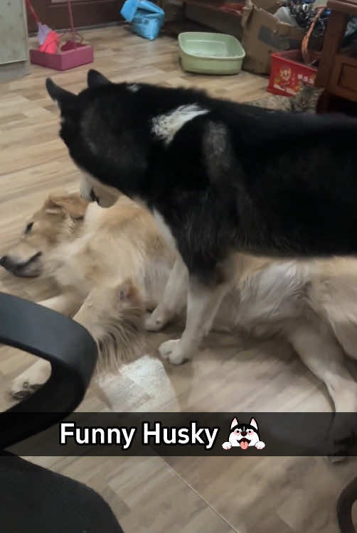 Funny husky 😂😂#dog #funny #funnydog #Love 