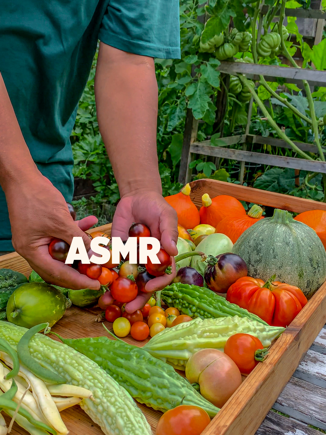 Listen and Keep Calm We already miss the sounds of our garden, ready to do this again💚 #ASMR #asmrsounds #gardenharvest #calming #fypシ゚