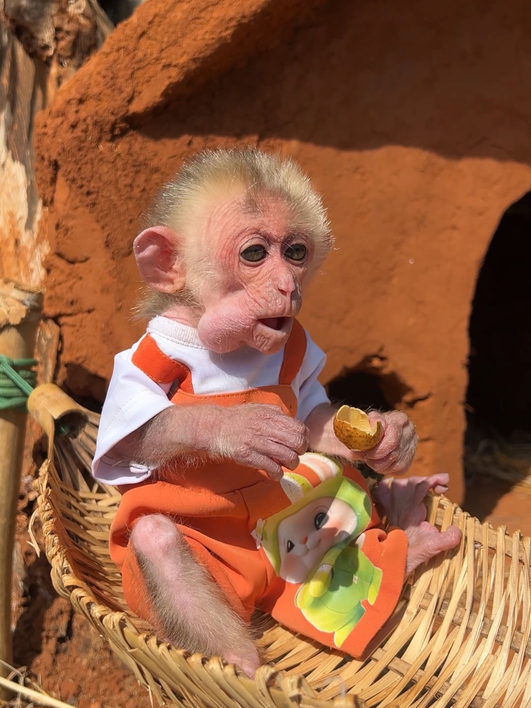 Baby monkey moon eating fruit in the hammock is so cute🥰🥰🥰❤️❤️#monkeymoon #monkeycute #babymonkey #monkeysoftiktok 