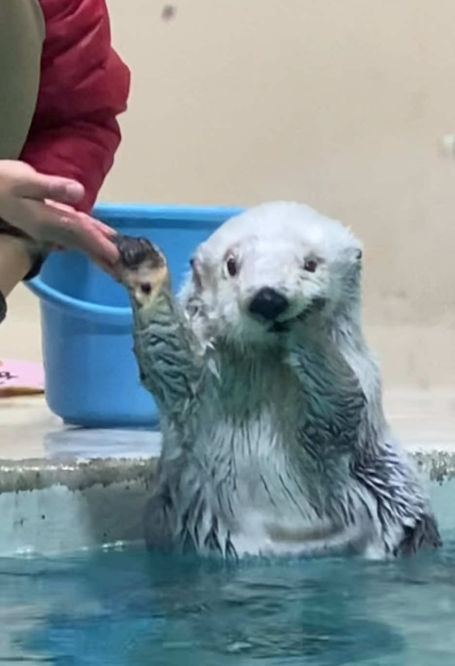 #ラッコ #鳥羽水族館 #メイちゃん #キラちゃん #seaotter 