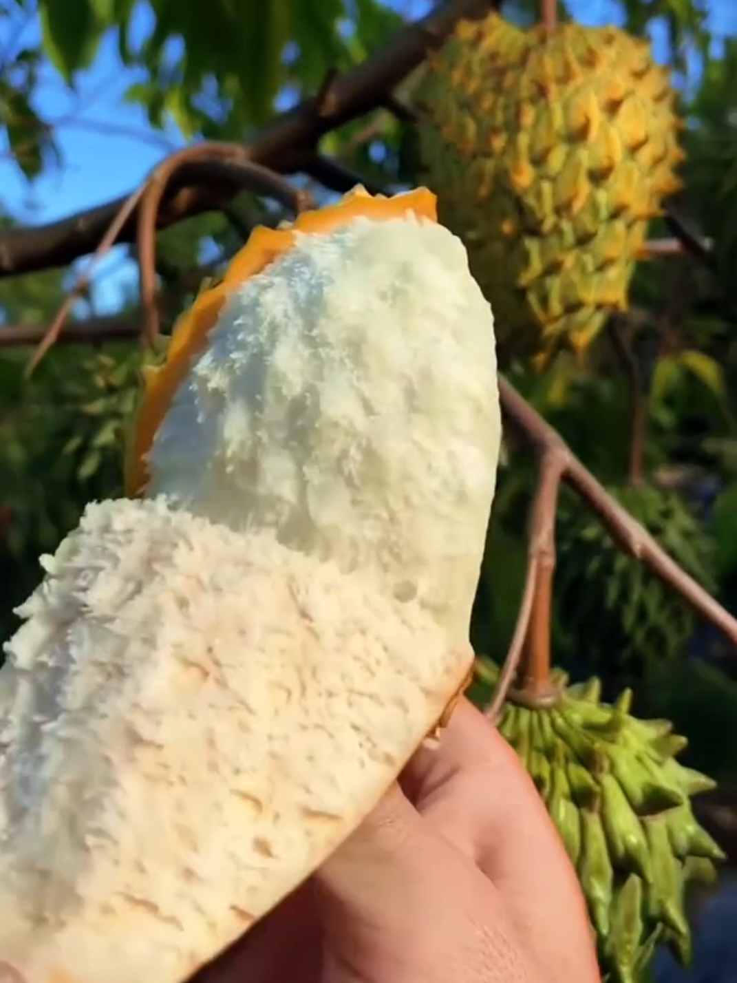 Enjoy beautiful fresh fruit cutting skill #fresh #nature #fruitcutting #naturalfruit 