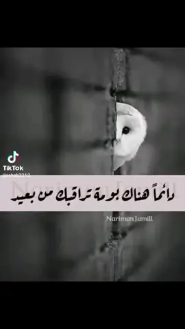 #رساله للي بتراقب صفحتي  يابومه خفي مراقبه شيفاكي اتقهري ياقليل الاصل #capcut #ياصفرا 