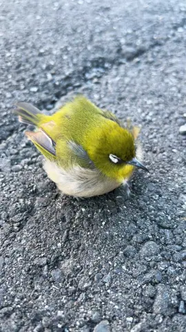轢かれそうな車道にいたので両手で保護して安全で風のこない土の上に移動🤲指にしっかり捕まって離れようとしなくて別れるのは心配だったけど🦜後で見に行ったらいなくなってました💚少し休んで飛び立つことができたなら☺️ #メジロ #野鳥 #保護 