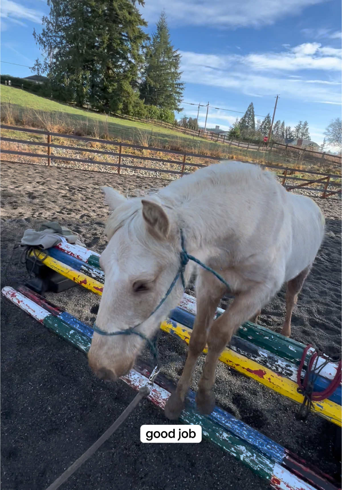 He perplexes me 🤩 #horsesoftiktok #horsemanship #foal #horses #horsegirl #babyhorse #younghorse #stallion #horselove #reincarnatedhorse #reincarnation #reincarnated #palomino #miraclebaby #baby #horsetraining #horsestrainer #fyp #fypppppp #foryou #foryoupage #foryoupageofficiall #creatorsearchinsights 