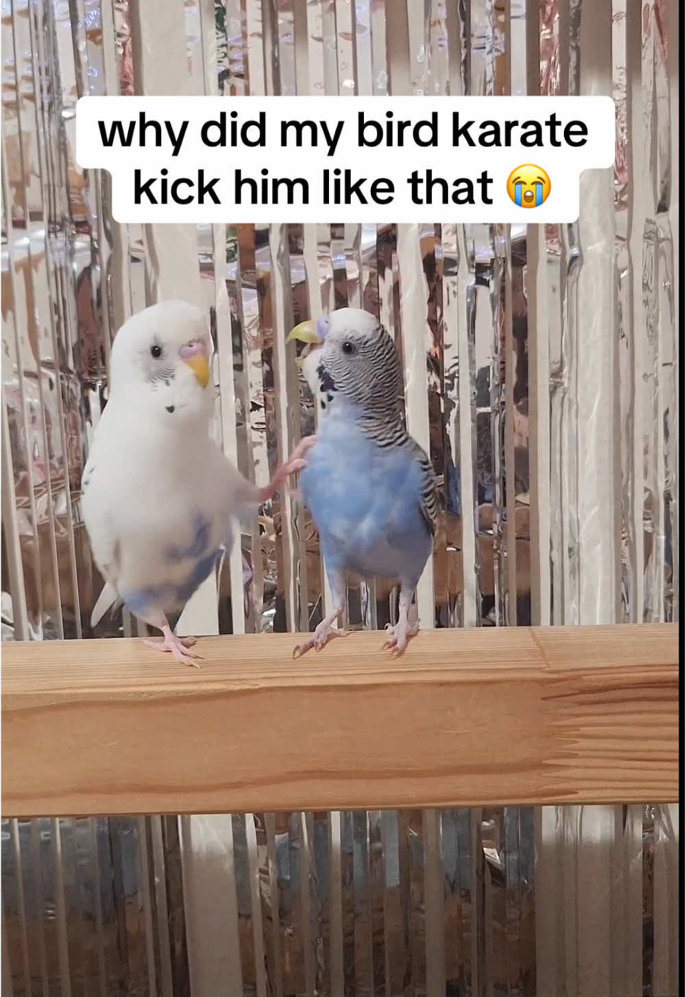 bro said take this! take that! #fyp #foryoupage #birdsoftiktok #parrotsoftiktok #budgie #parrot #cockatiel #trending 