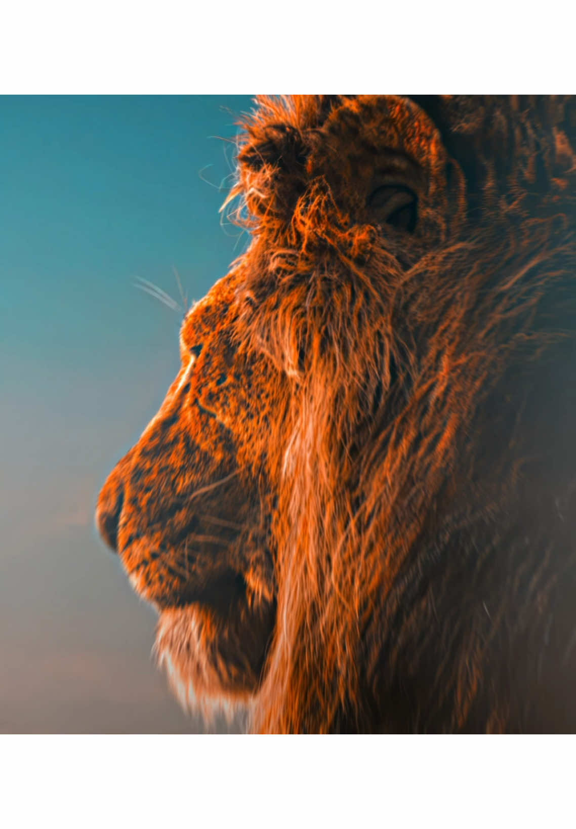 The lion king #edit #thelionking #mufasa 