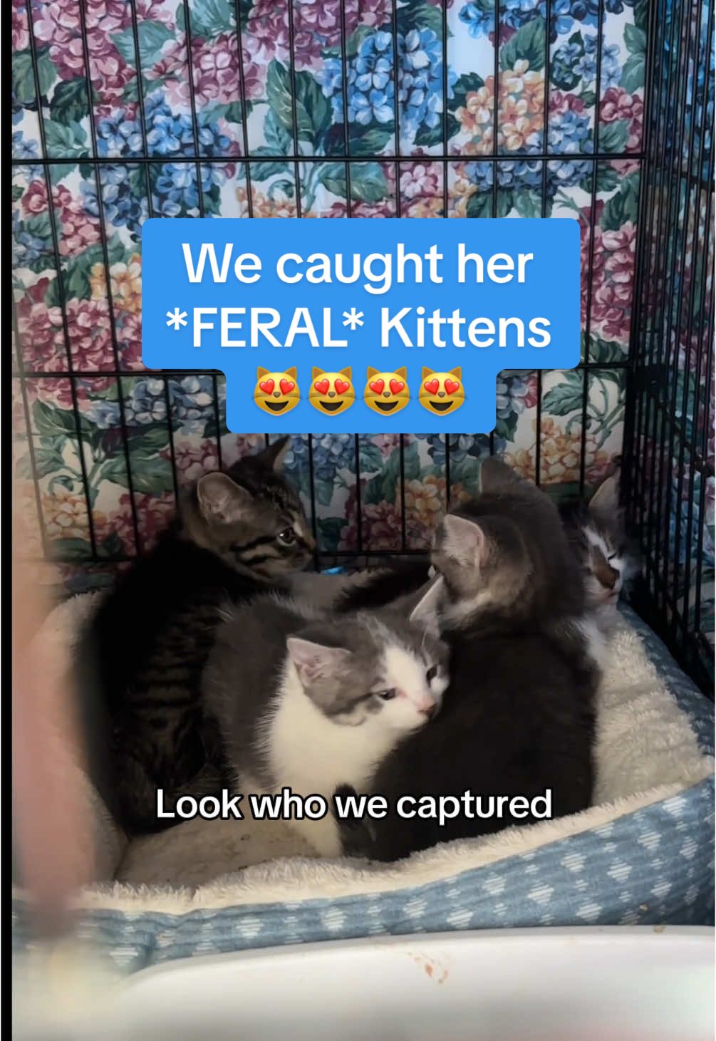 🚨 Cat Rescue Update🚨PLZ READ👇🏼 You remember Millie? The stray I thought was pregnant… turns out, she already had her kittens! 🐾  First, we spotted two tiny babies under my parents’ deck… but surprise! There were actually FOUR! 😻 These little babies were feisty to catch, but they’re now safe. Next step- working on taming them, getting them proper care, and finding their forever homes.  But that’s not all: in case you didn’t see the other videos, it’s not just Millie and her babies… It’s millie, three adorable teenage cats, another male cat, and now her four babies. That’s NINE stray cats 🤯 I’m acting as an accidental one-woman cat rescue right now, and while I’ve fostered before, the need is overwhelming. Plus, the Humane Society is full and can’t offer spay/neuter services right now, so I could use some support 🙏🏻 ✨ How You Can Help ✨ 🩺 Sponsor a kitten’s vaccinations or spay/neuter via GoFundMe, dm me if you want the link or I’ll try to add the link to my bio. 🛒 Message me “WISHLIST” to get the link to my Amazon wishlist for supplies like food and litter. 🐱 Know anyone in the Pacific Northwest looking to adopt? Tag them or share this post! 📣 Can’t donate? Sharing this helps SO much. Every dollar, share, and kind message helps these babies on their journey to safe, loving homes. Thank you for rallying around this little impromptu rescue effort! Let’s give these kitties the lives they deserve. ❤️ #catrescue #fosterkittens #straycats #rescuecats #kittensoftiktok #catdistributionsystem #straykitten #kittenseason   #fyp 