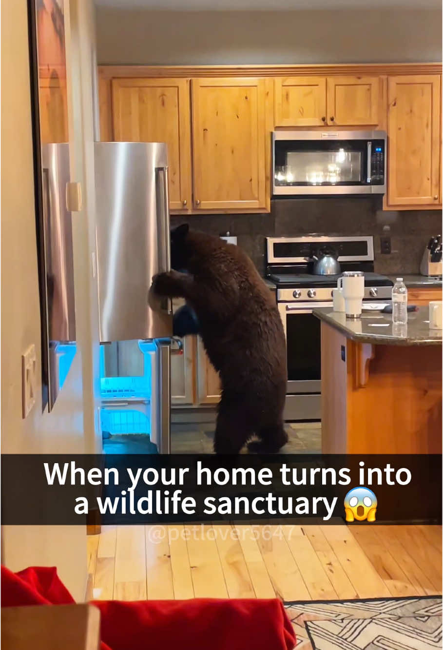 When your house turns into a wild animal sanctuary🐻🐨🐮🐍#fyp #funny #pet #fypシ #foryou #pet 