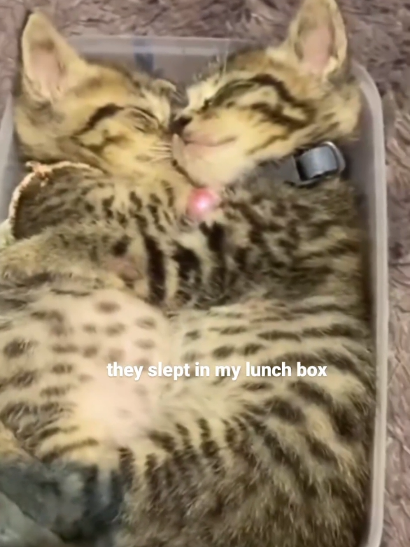 Part 56 | Kitten sleeping 🐈💤! Funny kitten videos #kitten #funnyvideo #funnycat #funnypet #funnyanimals #animalsoftiktok #fyp #cutecat #catlover #catsoftiktok #cats 