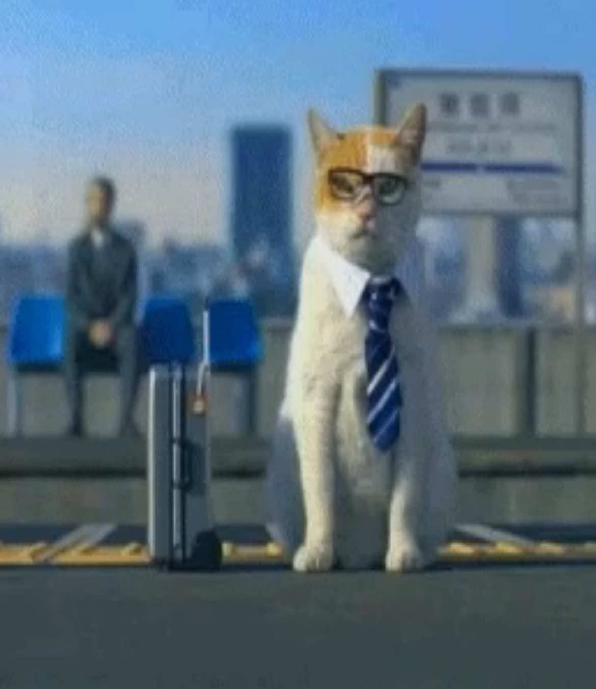 corporate car routine #catcore #cattok #cats #catsoftiktok #foryou #fyp #lyoshnka 