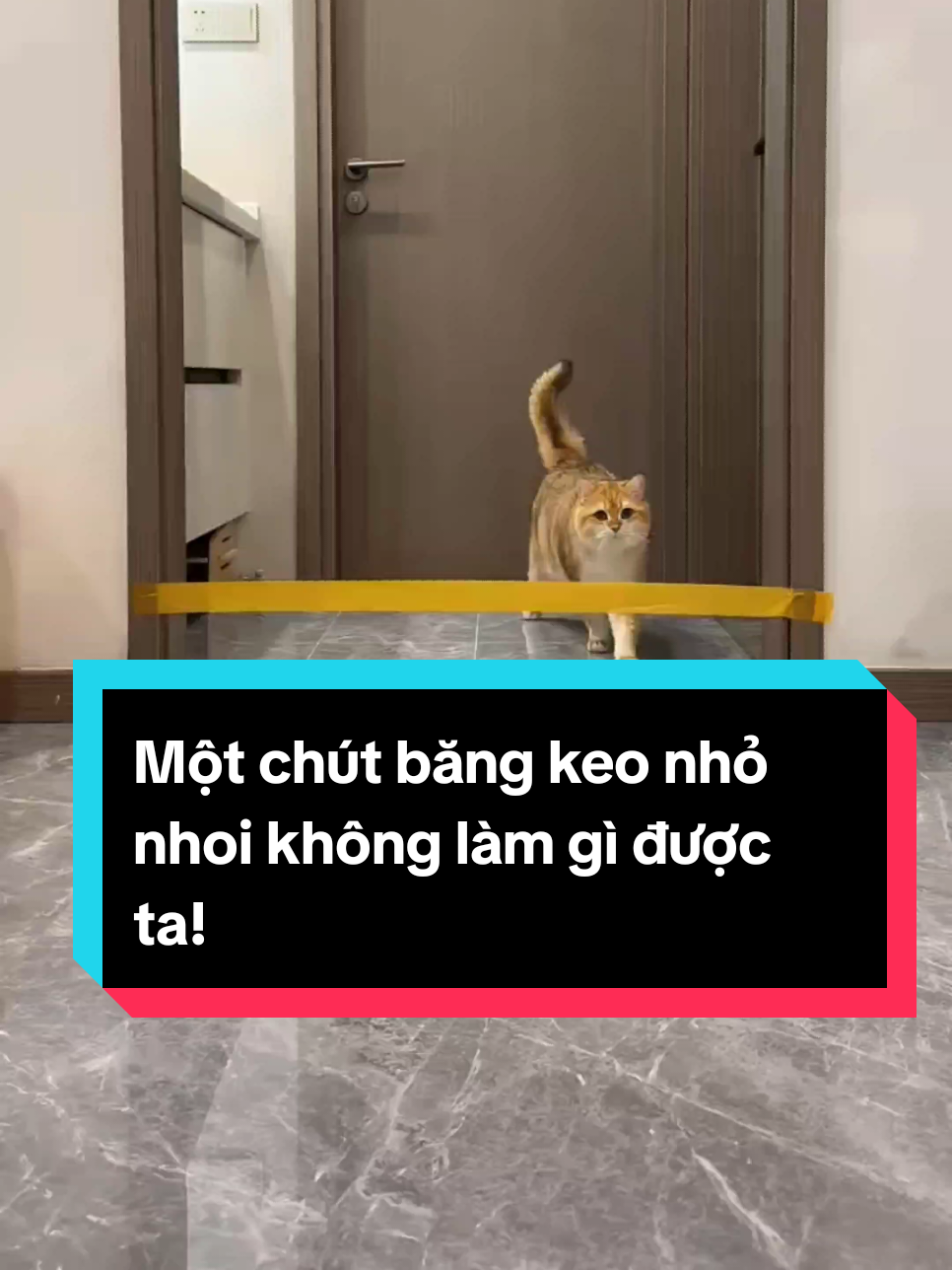 Một chút băng keo nhỏ nhoi không làm gì được ta! #mèo #meow #mèocam #đángyêu #dễthương #xuhuong #trending #thinhhanh 