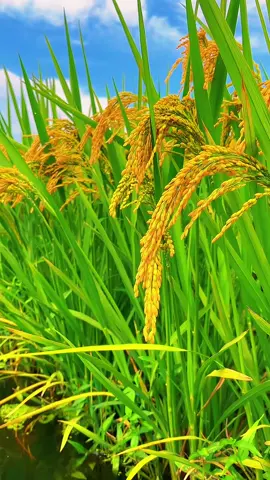 Rahasia Petani Dibalik Padi Yang Hijau Dan Subur!#petanimuda #petanipadi #pupukorganik