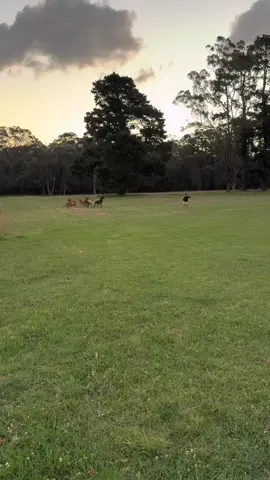 Cat Saves Kid from Charging Goat