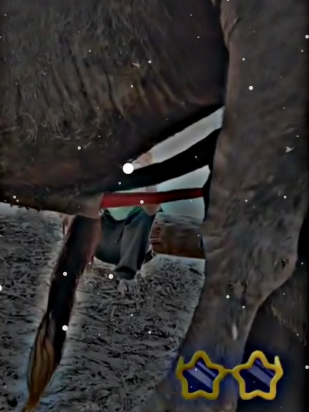 #murrabuffalomeeting804 #excellentbuffalomeeting2090 #buffalomeeting2045 #foru #vairal #trending #growmyaccount #buffalo #foryou #viral #excellentbuffalo  #unfrezzmyaccount #trendingvideo #murrah #meeting #foryoupage 