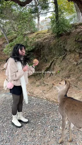 they really do bow! 🥹🥹🫶🏻#narapark #japan #naradeer #japantravel 