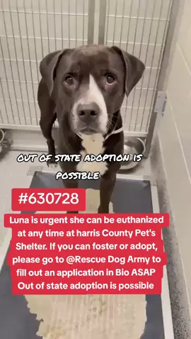 LUNA IS URGENT SHE CAN BE EUTHANIZED AT ANY TIME AT HARRIS COUNTY PET'S SHELTER. SHE'S NEEDS A PLAN ASAP.  IF YOU CAN FOSTER OR ADOPT PLEASE GO TO @RESCUE DOG ARMY TO FILL OUT AN APPLICATION IN BIO ASAP.  🚨🚨🚨🚨🚨🚨🚨🚨🚨🚨🚨 OUT OF STATE ADOPTION IS POSSIBLE.  HEALTHY DOGS ARE UNALIVED 3 DAYS A WEEK.  MONDAY, WEDNESDAY, AND FRIDAY MORNINGS. 🥺🥺🥺🥺 LUNA.  ID #A6230728 . I DON'T HAVE ANY NOTES ON LUNA AT THE MOMENT. WILL UPDATE AS SOON AS I CAN. ADDRESS.  HARRIS COUNTY PET'S SHELTER. 612 CANINO RD IN HOUSTON TEXAS.  #adopt #foster #rescue #resuedogarmy #harriscountypets #save 